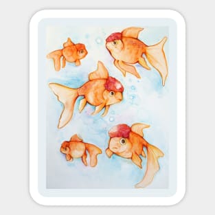 Fancy Oranda Goldfish Sticker